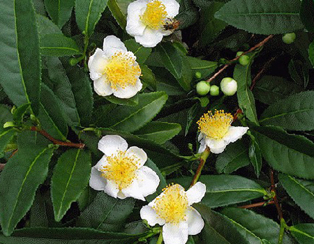 Camellia Sinensis- Tea and its Flowers
