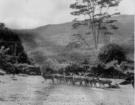 Herd of Deer complimented the magical garden of Killarney
