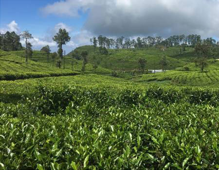 Some of the tea bushes in the Dambatenne plantations are more than 100 years old.