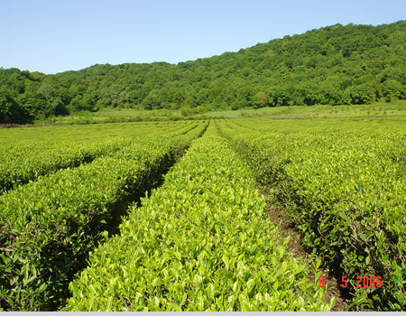 Tea plantation in Zagatala