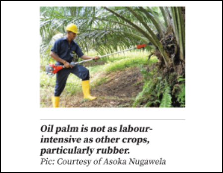 Oil palm more profitable than tea or rubber – University Don