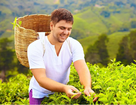Tea in Sri Lanka: A Journey Through the Island’s Rich Tea Culture ...
