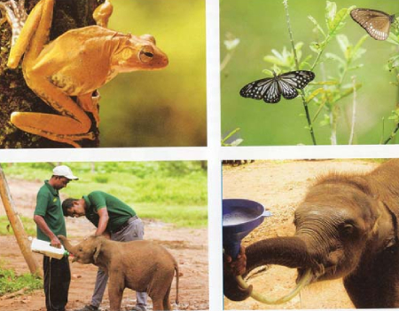Conservation and enrichment of our No-diversity; the mandate of Dilmah Conservation