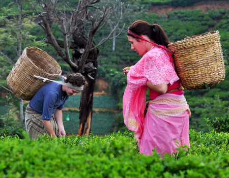 Immerse Yourself in a Serene Summer Retreat at Heritance Tea Factory