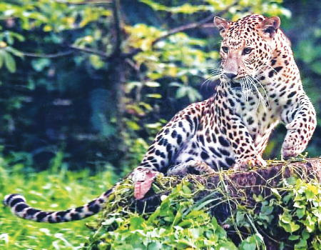 Leopard population soars 200% in North Bengal