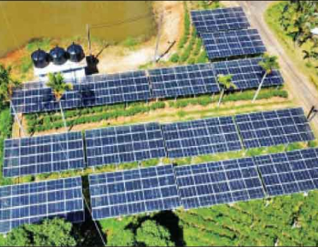 Semi-transparent solar panels on tea plantations