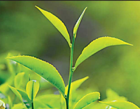 First 2 months tea crop up 3.5% 