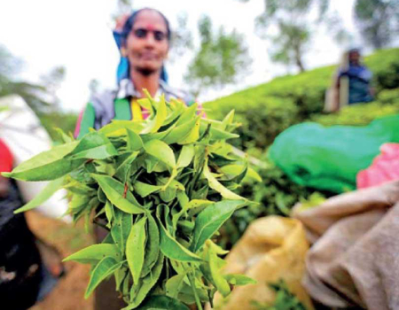 Tea auction sees improved offering, demand and prices