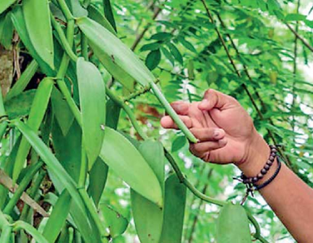 Sri Lankan vanilla: A hidden gem emerging on global stage