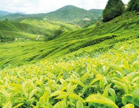 1Q tea exports top Rs. 5 b