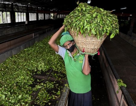 A worker carries leaves at a tea plantation in Ratnapura, Sri Lanka, on July 31, 2021. 