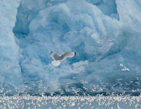 Kittiwakes (Rissa tridactyla) feed in front of Monaco Glacier, Leifdefjorden, Svalbard. Photo: Kevin Schafer/ Getty Images
