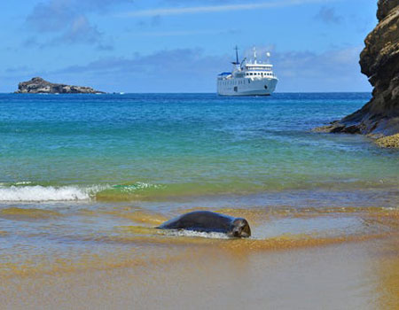 The tides around Gardner Bay in the Galapagos Islands brim with parrot fish, white-tipped sharks, stingrays ... and seals.