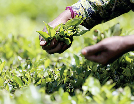 2022-brews-highest-ever-tea-export-earnings