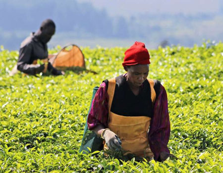 A worker at the Unilever tea estate in Kericho County in 2016. Ms Sylvia-ten Den, the firm’s managing director, has written to the workers’ lobby to inform it that the company is changing its operation model.