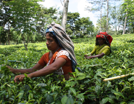 65-75 pct of tea industry cost is min wage based labour cost: Sri Lanka think tank