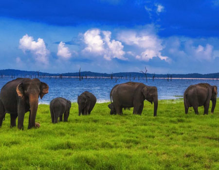 Udawalawe Elephants. Photo_ Asiatourist 