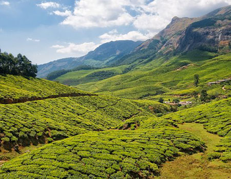 Kolukkumalai: The Highest Tea Plantation in The World