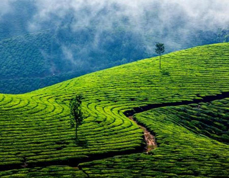 Even though many tourists avoid Munnar during the monsoons, this is a great time to visit the hill station if you're looking for a quiet vacation. (Shutterstock) 