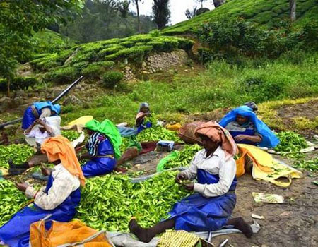 The Chief Minister's Office has clarified that tea, coffee, rubber, pepper, cardamom, coconut, arecanut and cashew plantations are not covered by the Kerala Forest Act.