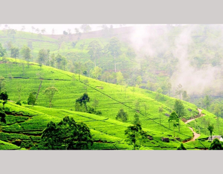 Ceylon Tea Climate And Profit Per Hectare
