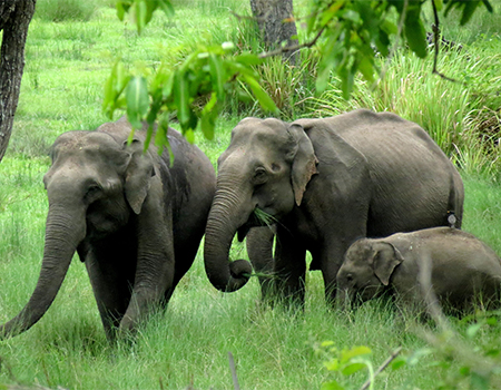 A baby elephant wanders in the forests of South India with his mother and another adult elephant ,Courtesy of Sanjeeta Sharma Pokharel