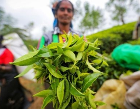 A new chapter for Ceylon tea