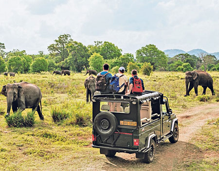 Elephant encounters in Sri Lanka