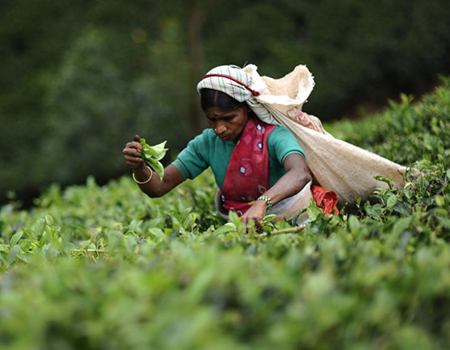 tea plucker in a tea field
