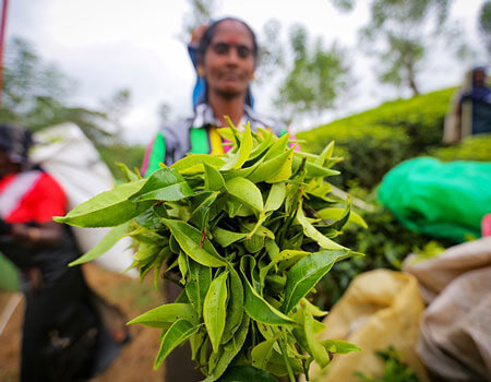 A tea plantation worker shows off plucked tea leaves