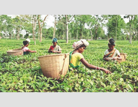 Central Insecticides Board’s recent approval to use the pesticide in tea gardens may lead to compromise safety standards of Assam tea, cautioned a section of leading tea planters of the state