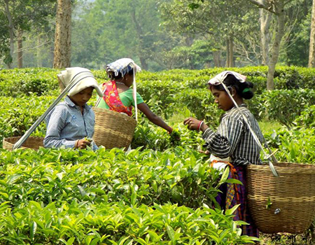 Tea garden in Assam. With profits from tea dropping, tea growers are opting for multicropping.
