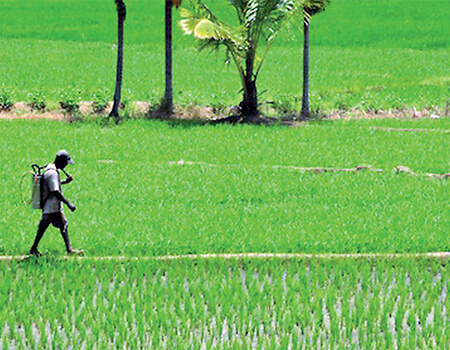 Many plantations which already have razor thin margins between production cost and income will have to close down, causing unemployment – Pic by Shehan Gunasekara 