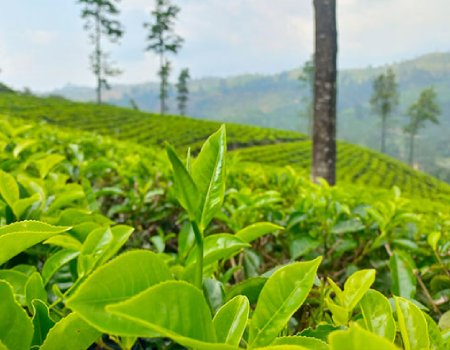 Bogawantalawa Plantation is the world’s 1st tea growing, manufacturing, and marketing company to offer Climate Positive Teas, certified for 100% renewables