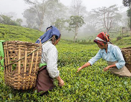 Ceylon Black Tea promotion in 12 countries