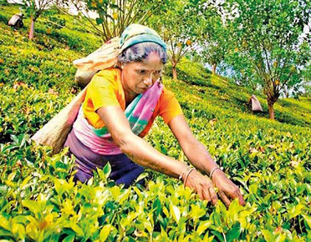 Ceylon Tea confident of retaining market share with recovery in output