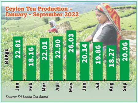ceylon-tea-production-drops