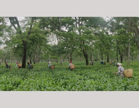 Climate change impacting Assam’s tea production to great extent ...