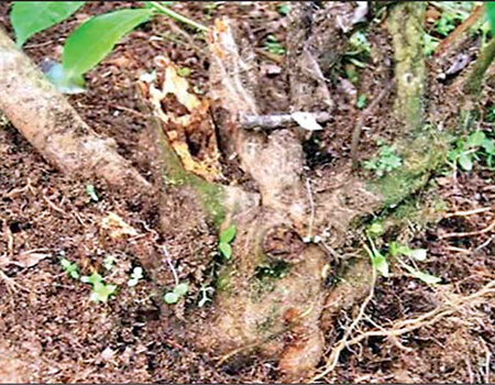 The fungus-attacked tea roots after using compost fertilisers