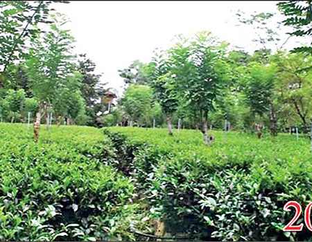 The lush greenery tea plantation before going for organic in 2012 (Photo Credit – Lalith Liyanage)