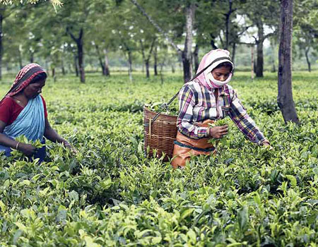 A few days back, the govt of Assam had announced that Covid tests of tea workers and their families would be conducted in tea gardens
