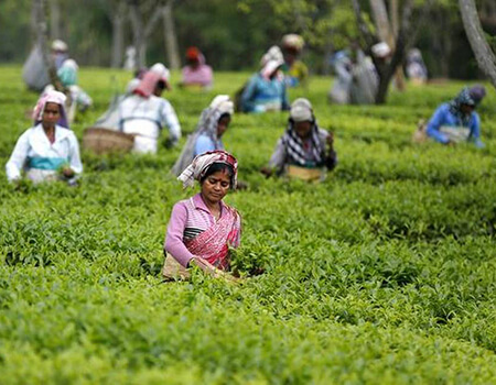 Tea garden workers pluck tea leaves inside Aideobarie Tea Estate in Jorhat in Assam, India, April 21, 2015.| Photo Credit: Reuters