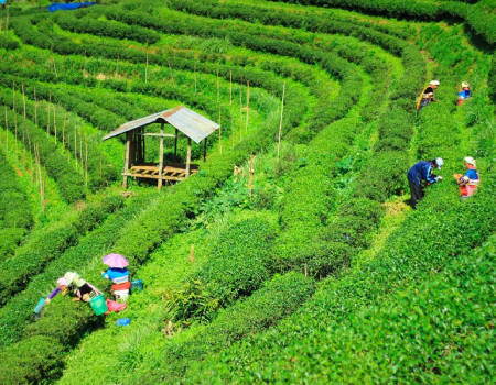 darjeeling-tea-industry