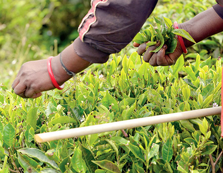 Introduction of organic fertilisers will escalate production costs and will transform tea from that of a poor man’s beverage to the drink of the limited rich segment of a society. Hence, the proposal needs re-thinking, in the greater interest of the country and its people – Pic by Shehan Gunasekara