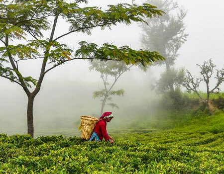 A worker hand-plucking tea leaves at Jun Chiyabari Tea Estate, whose tea makers are encouraged to experiment and produce unique organic Himalayan teas, in the Dhankuta district of Nepal.CreditCreditBachan Gyawali