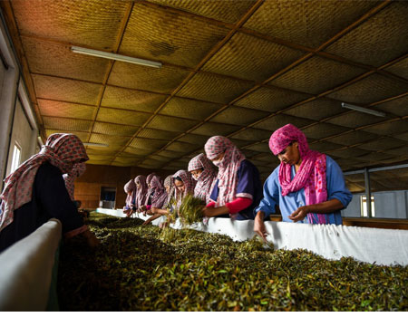 A team of workers inspecting a bed of withered leaves to see if it is ready for rolling, the step in tea production that develops the rich oxidized flavors of black tea.CreditBachan Gyawali