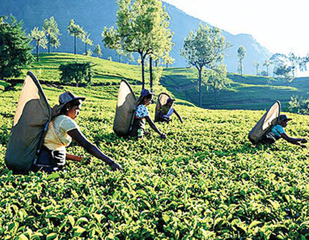 The serious decline in the overall value of the entire tea  industry be it growing, manufacturing or exporting is a matter for  investigation as a first step towards re-igniting this once glorious  national pride. File pic: Lake House Media Library