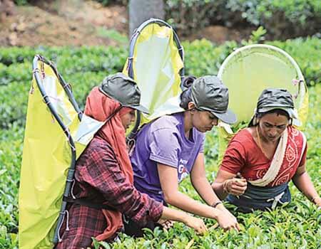 File picture of tea workers