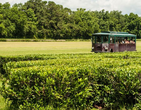 Exploring America's only commercial tea farm