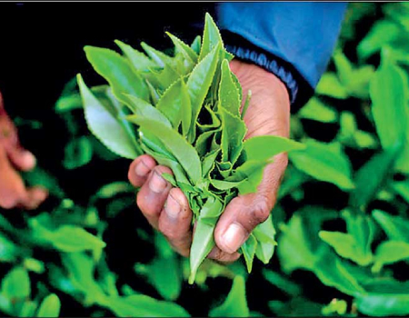 Tea crop improves marginally in April